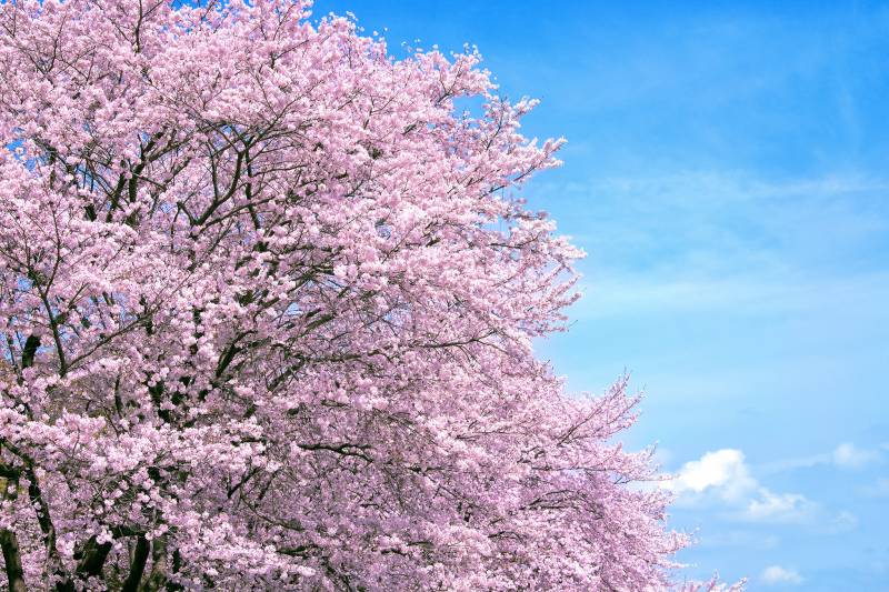 【季節限定】セスナで飛ぶ桜遊覧はいかがでしょうか。
